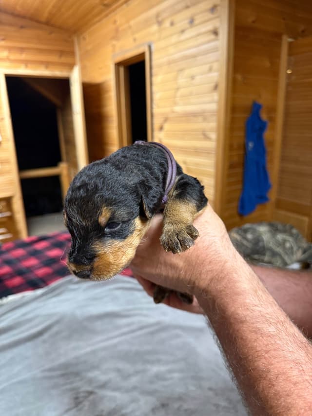 Airedale Terrier Puppies media 3