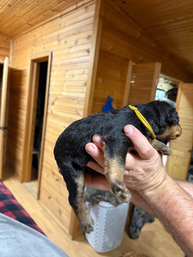 Airedale Terrier Puppies media 5