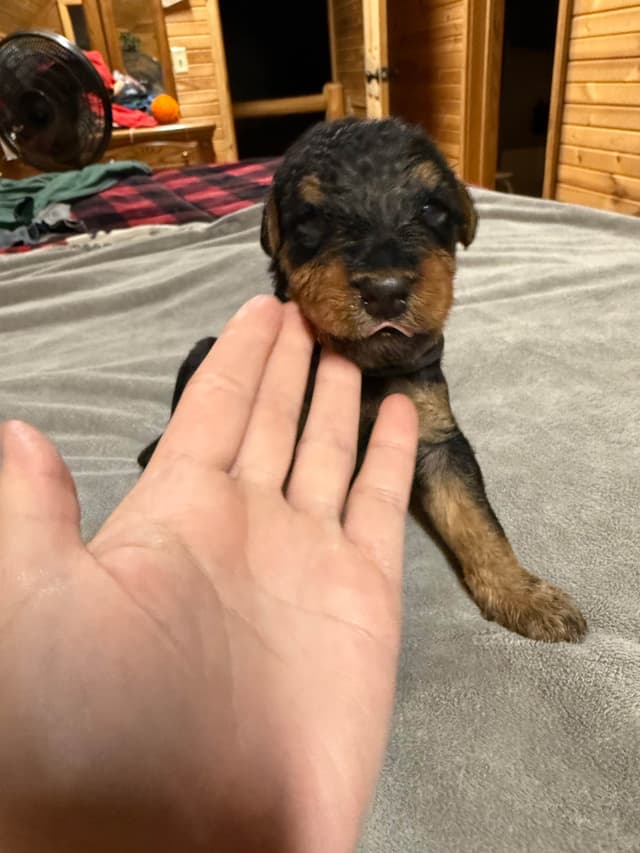 Airedale Terrier Puppies media 6