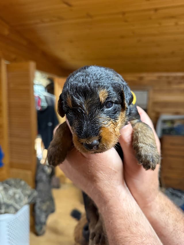 Airedale Terrier Puppies media 7