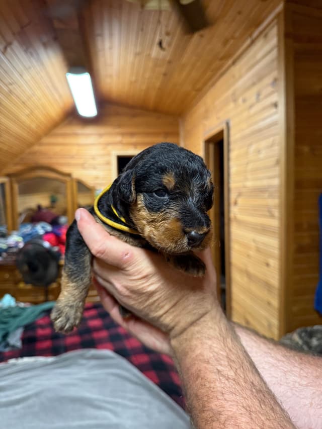 Airedale Terrier Puppies media 8