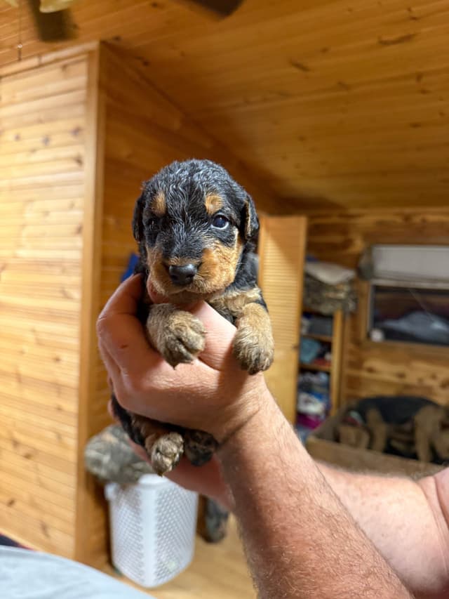 Airedale Terrier Puppies media 10