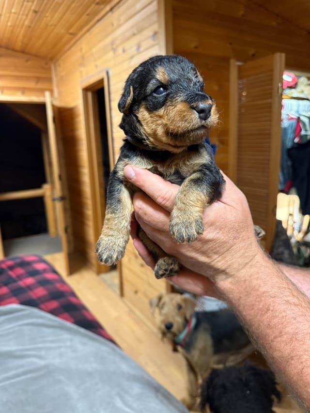 Airedale Terrier Puppies media 11