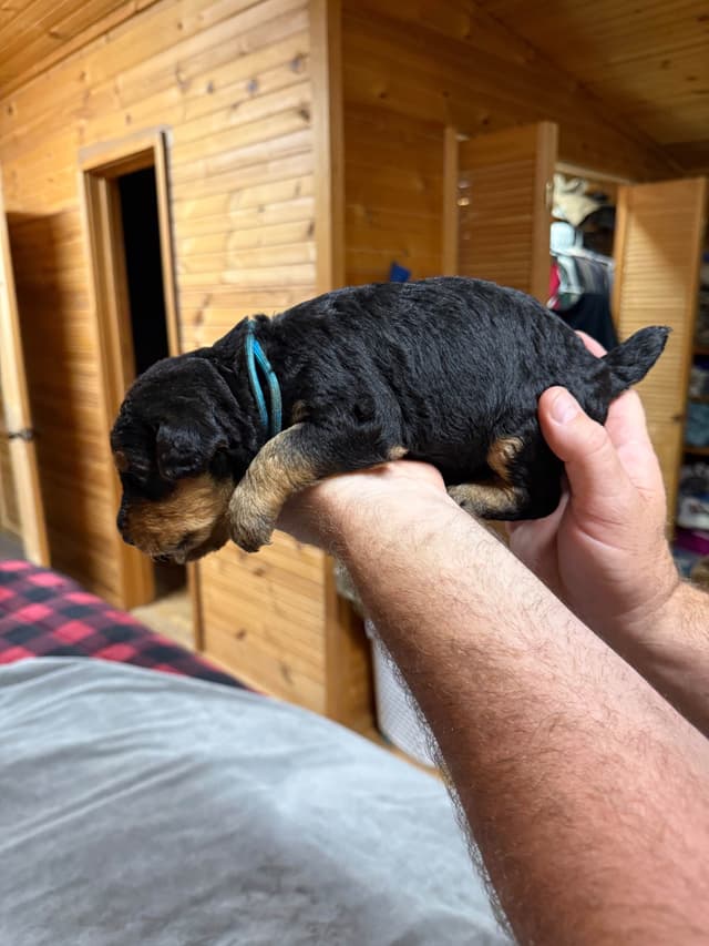 Airedale Terrier Puppies media 12