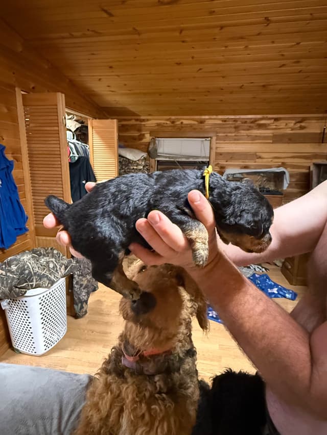 Airedale Terrier Puppies media 13