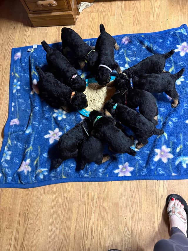 Airedale Terrier Puppies media 14