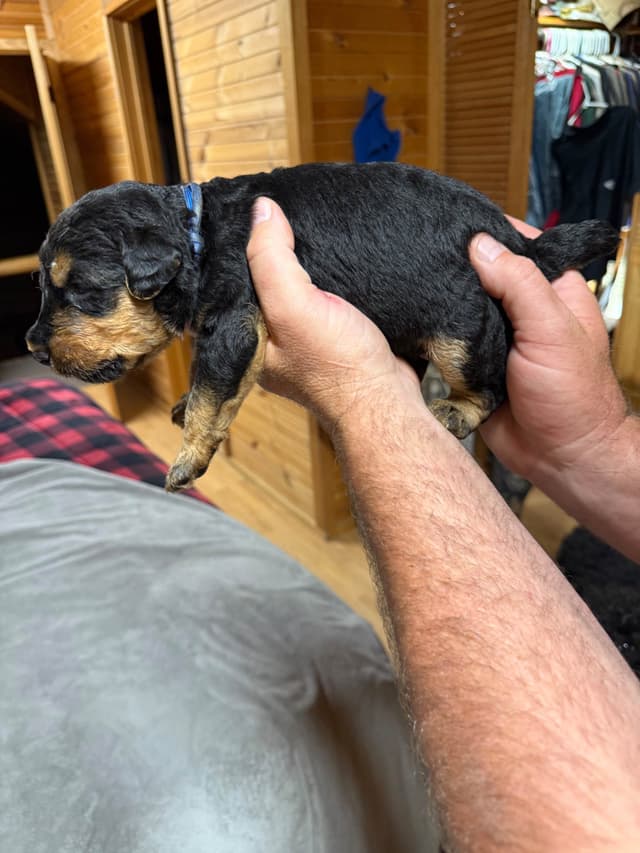 Airedale Terrier Puppies media 15