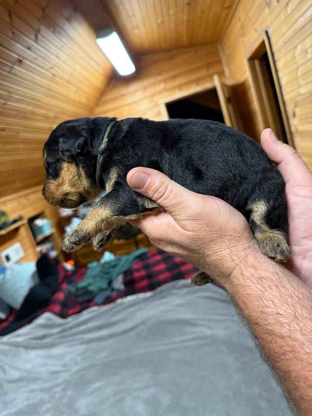 Airedale Terrier Puppies media 16