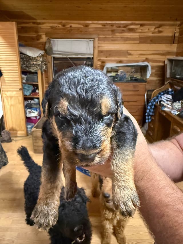 Airedale Terrier Puppies media 17
