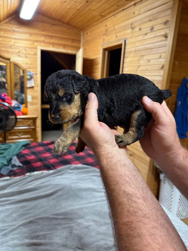 Airedale Terrier Puppies media 18