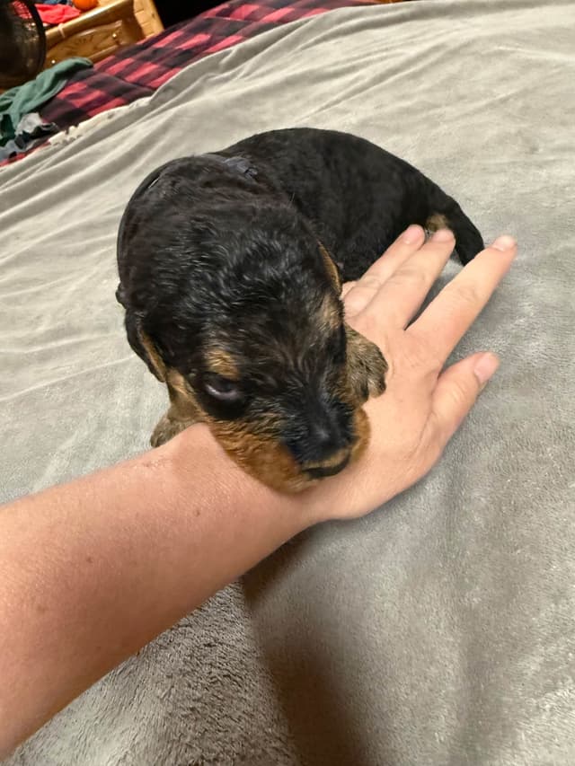 Airedale Terrier Puppies media 19