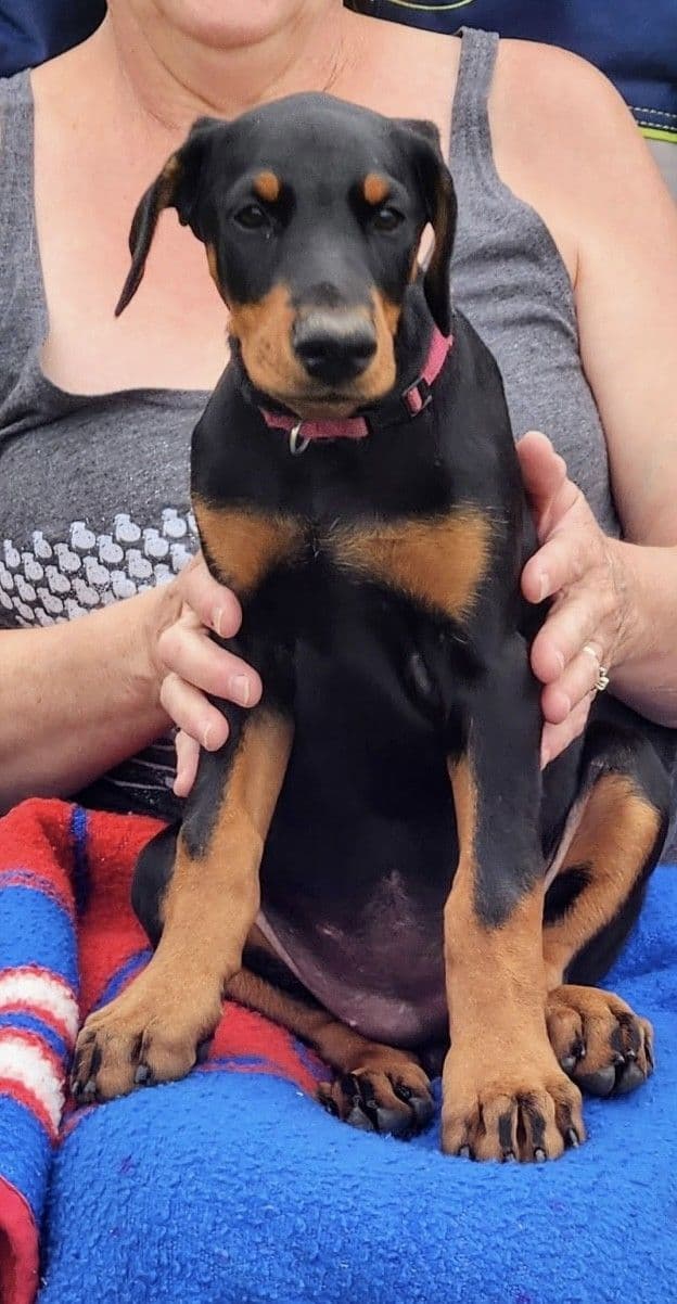 Doberman Pinscher Puppies breeder image 1
