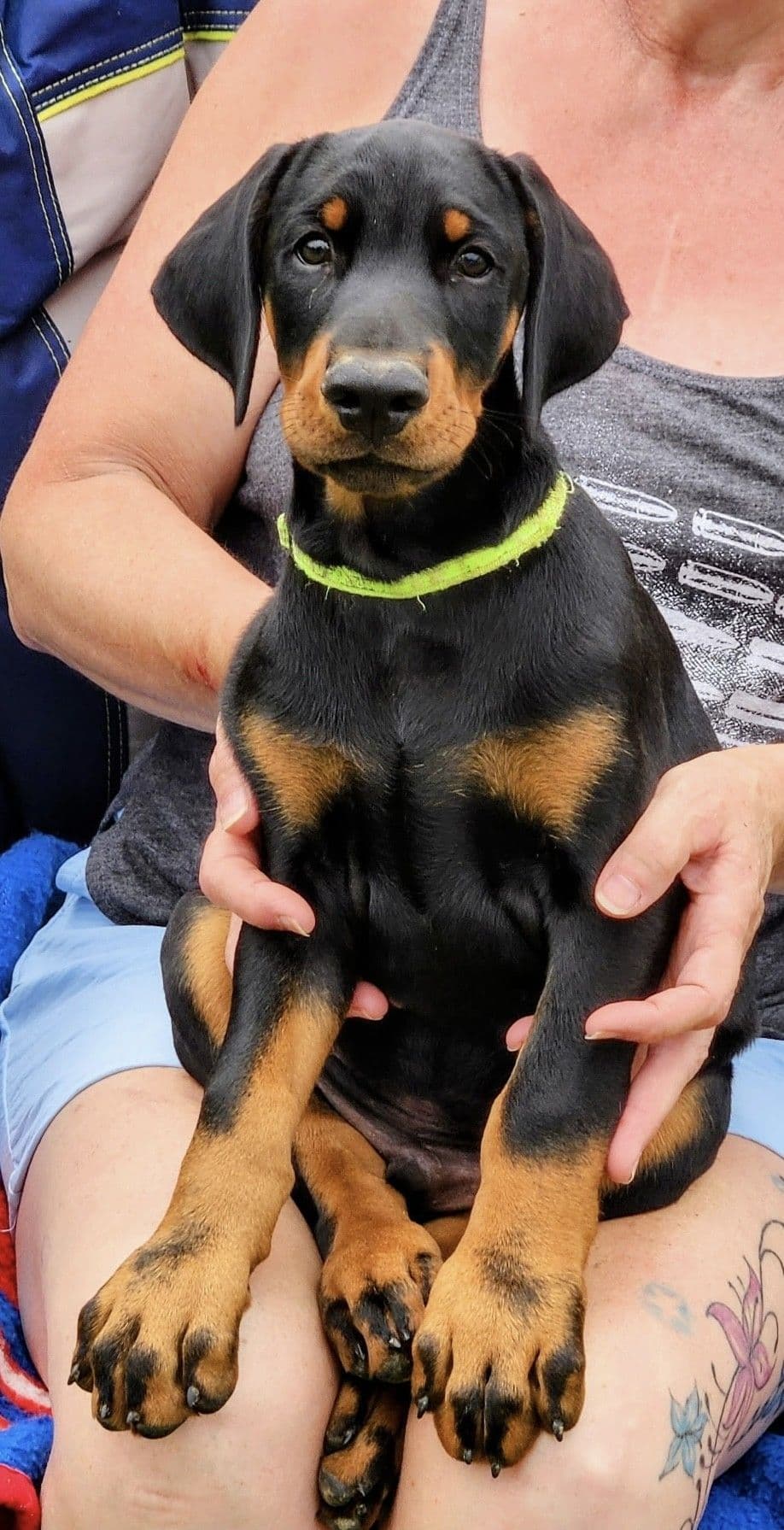 Doberman Pinscher Puppies breeder image 2