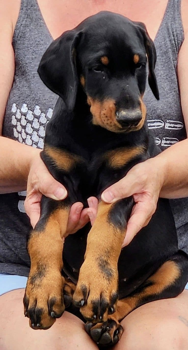 Doberman Pinscher Puppies breeder image 4