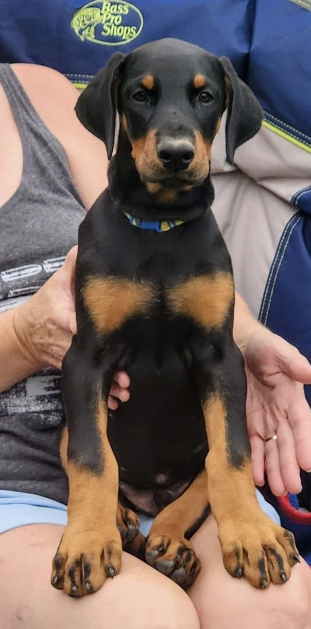 Doberman Pinscher Puppies media 3