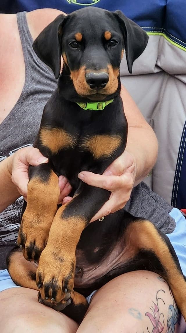 Doberman Pinscher Puppies media 4