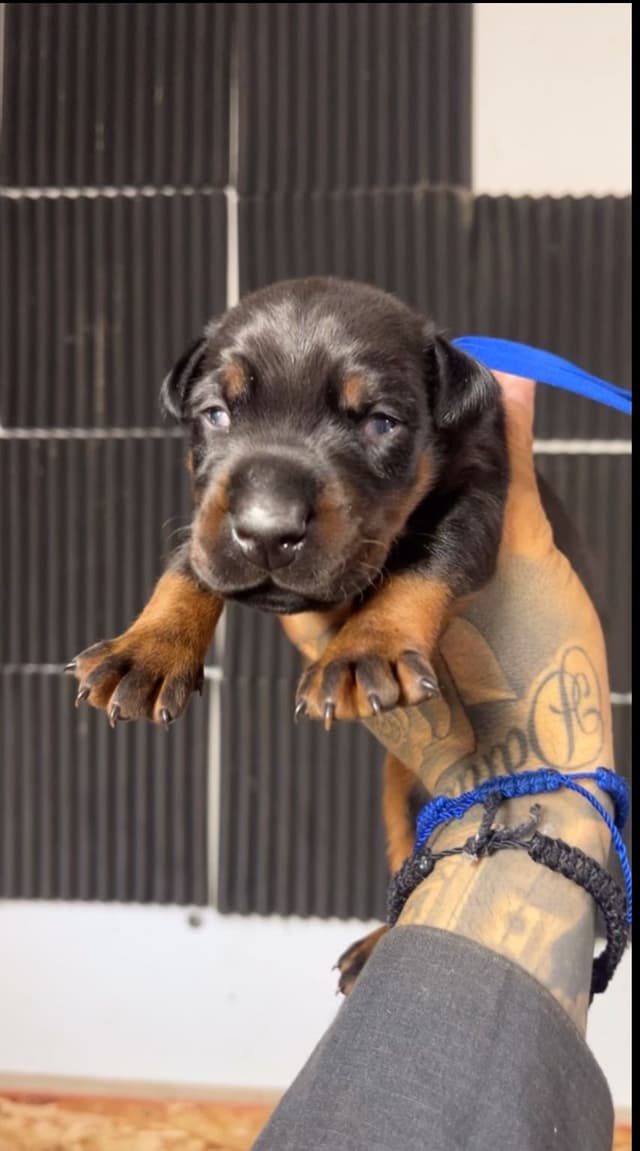 Doberman Pinscher Puppies media 3