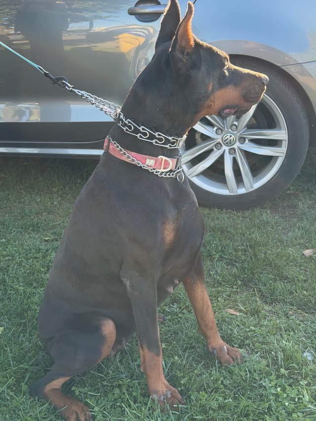 Doberman Pinscher Puppies media 4