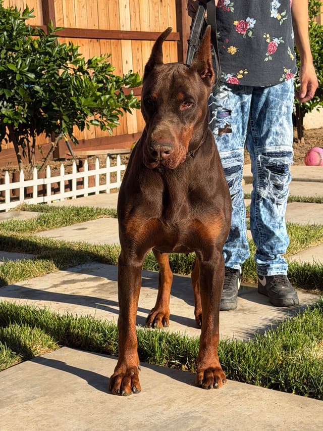 Doberman Pinscher Puppies media 5