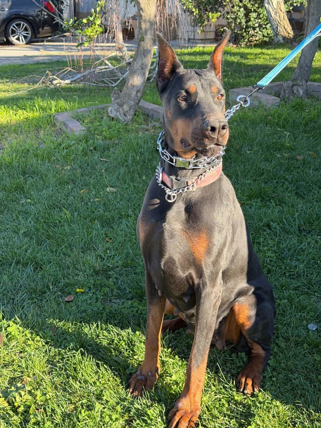 Doberman Pinscher Puppies media 7