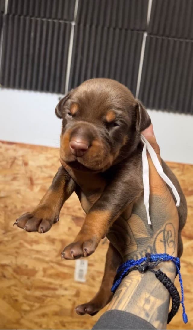 Doberman Pinscher Puppies media 6