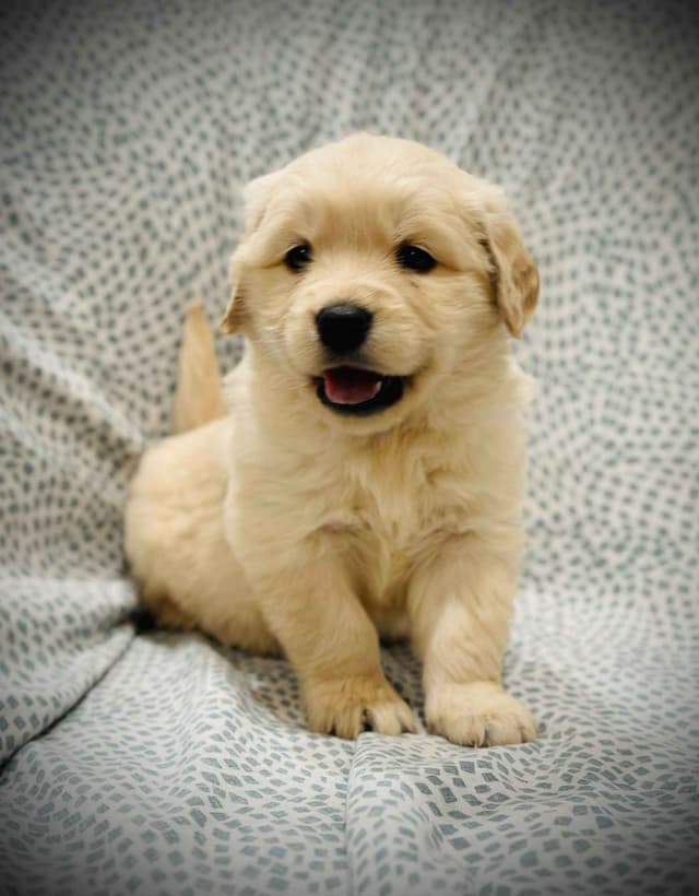 READY 06/15 | DOB 04/20/2026 Golden Retriever Litter Available Now media 3