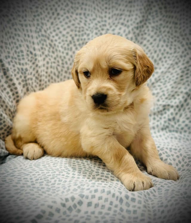 READY 06/15 | DOB 04/20/2026 Golden Retriever Litter Available Now media 5