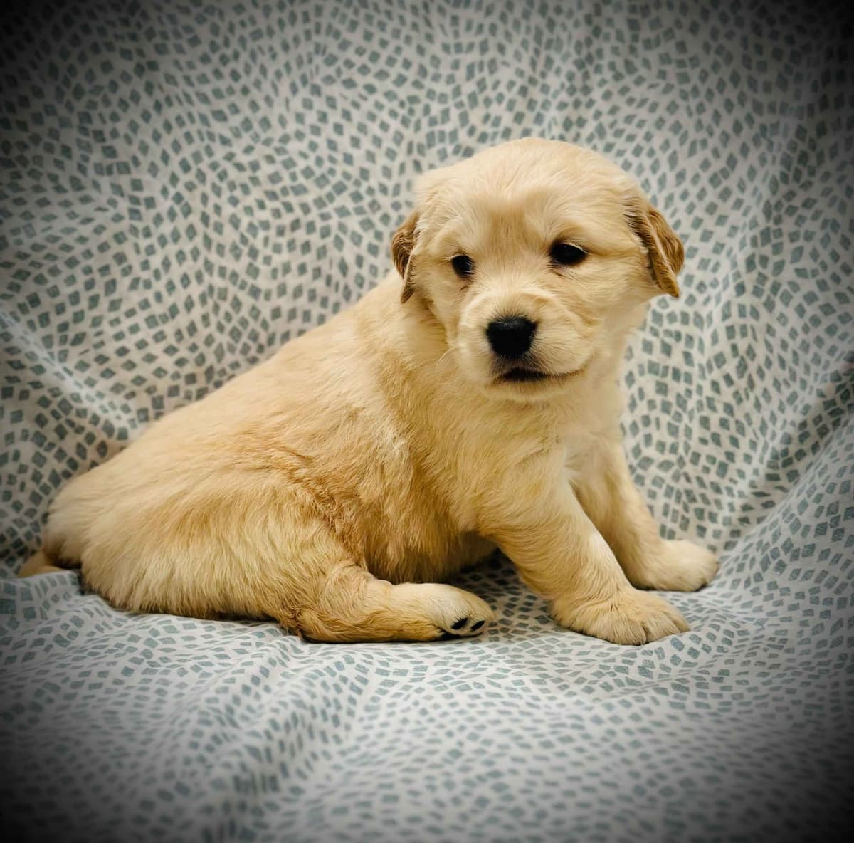 READY 06/15 | DOB 04/20/2026 Golden Retriever Litter Available Now breeder image 1