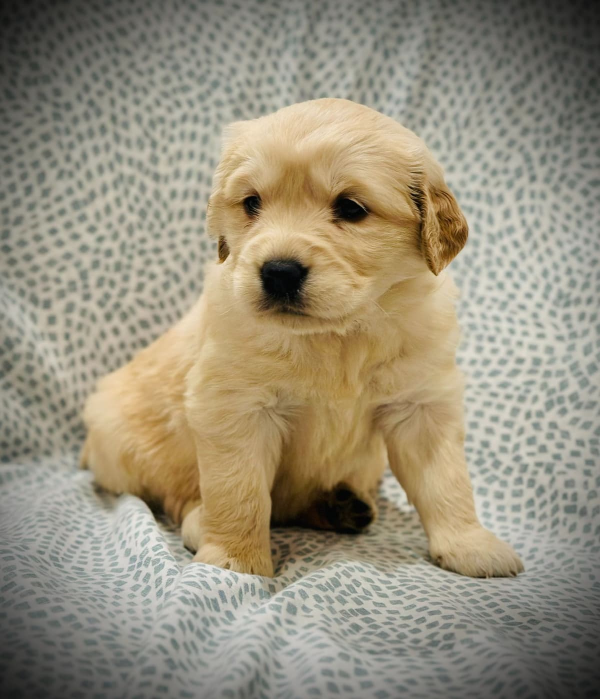 READY 06/15 | DOB 04/20/2026 Golden Retriever Litter Available Now breeder image 2