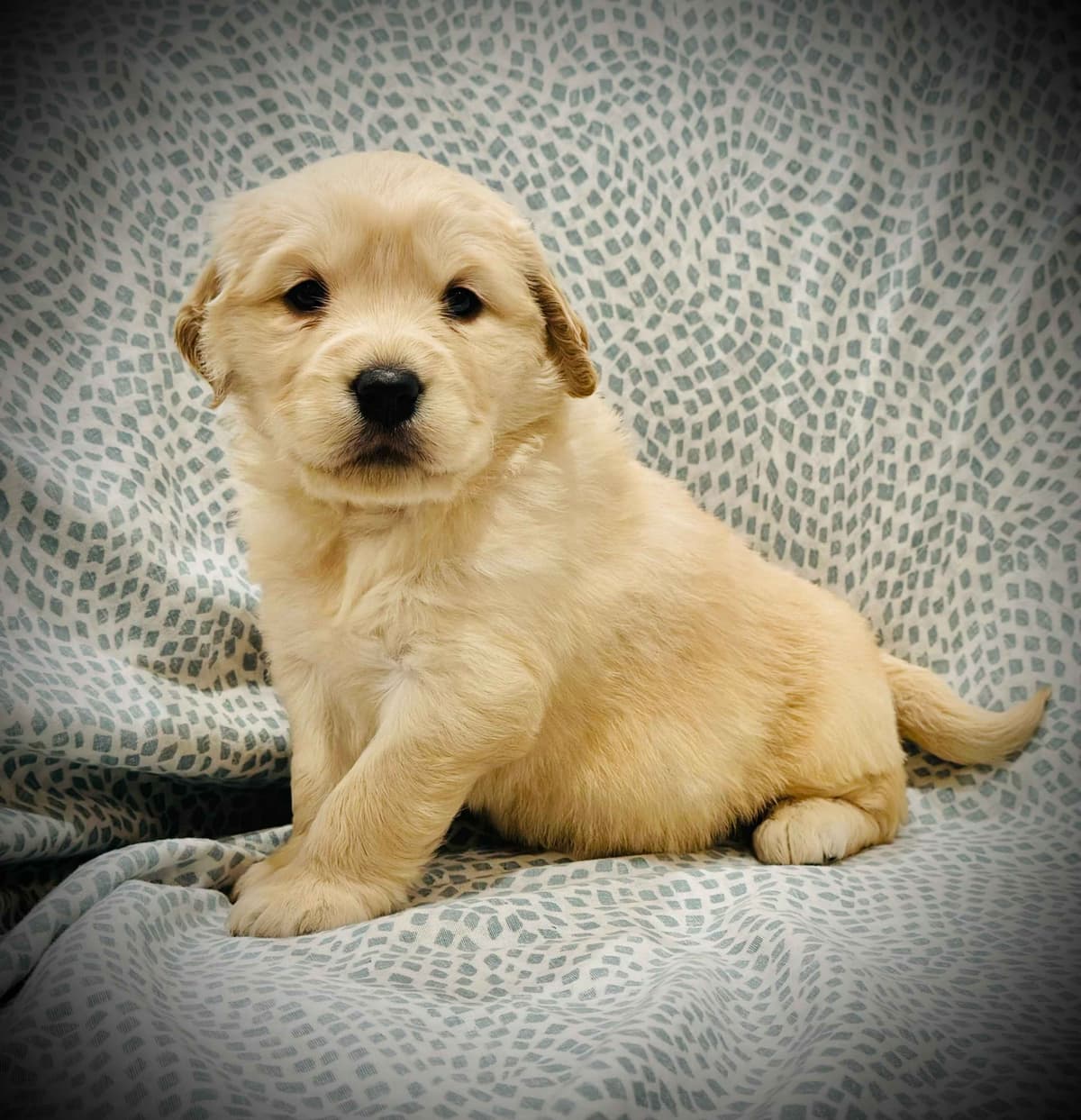 READY 06/15 | DOB 04/20/2026 Golden Retriever Litter Available Now breeder image 3