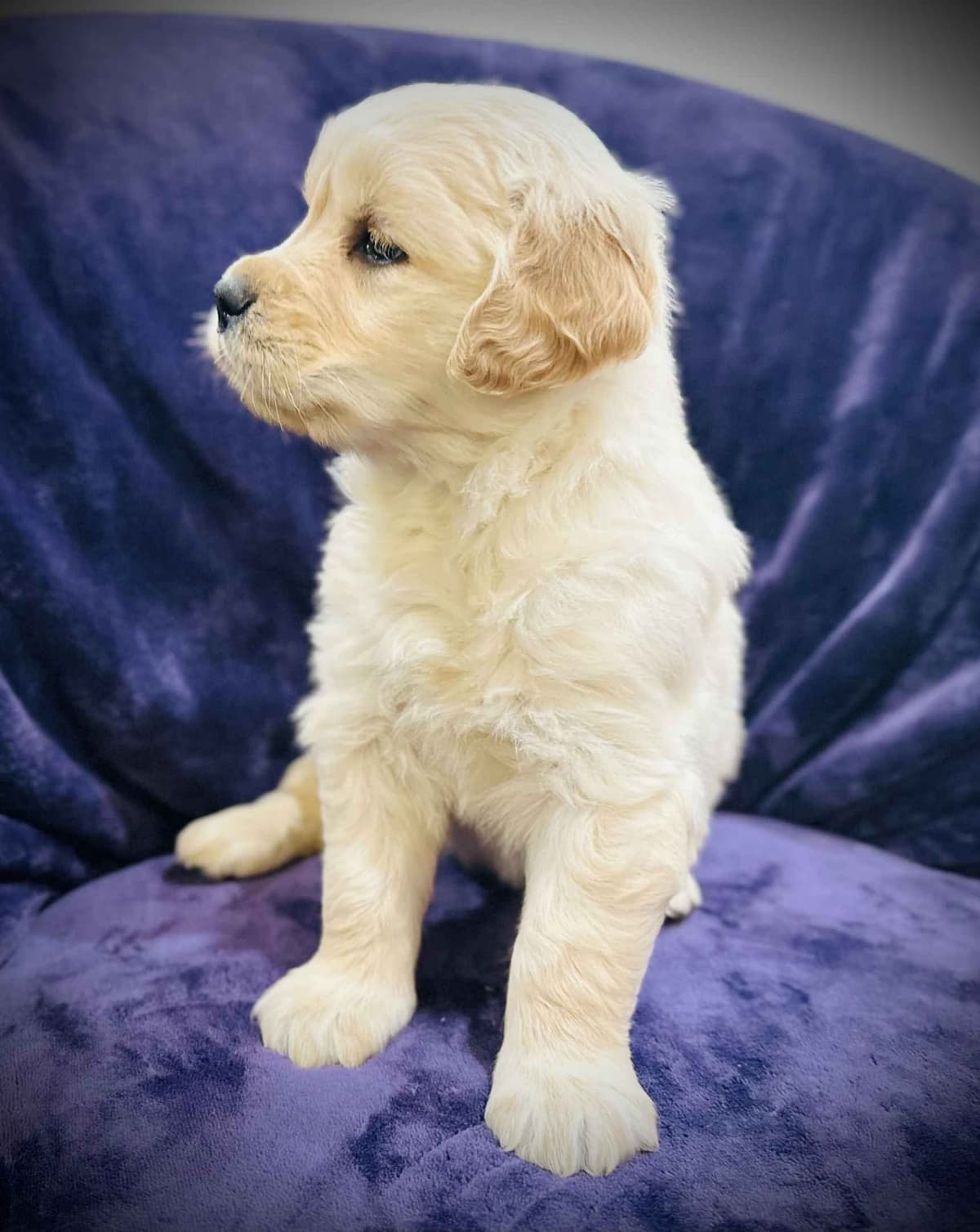READY 06/15 | DOB 04/20/2026 Golden Retriever Litter Available Now breeder image 4