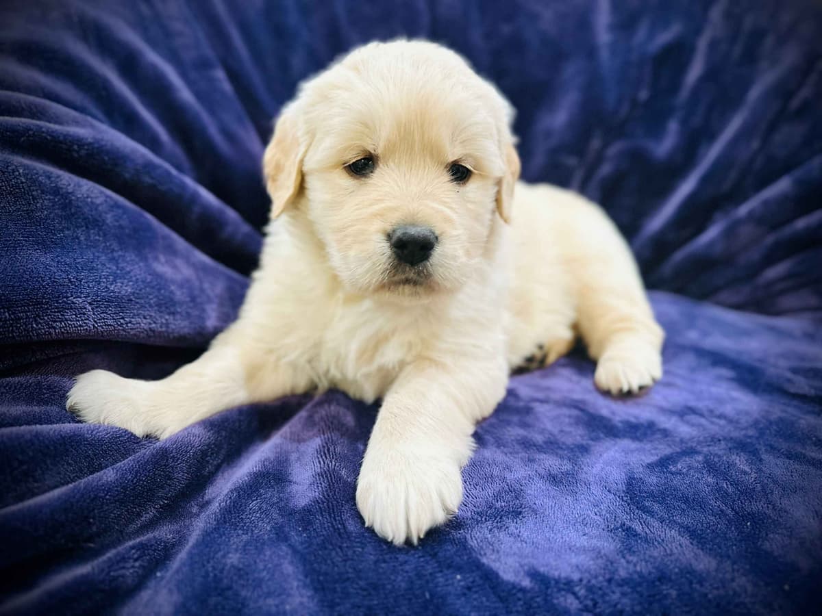 READY 06/15 | DOB 04/20/2026 Golden Retriever Litter Available Now breeder image 5