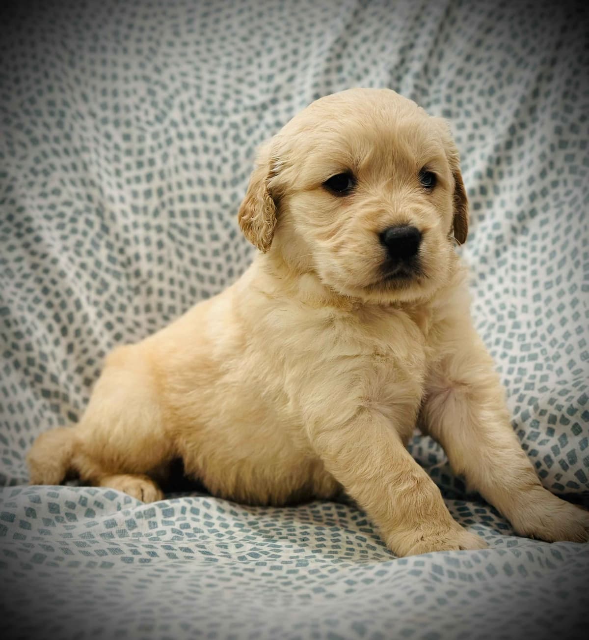READY 06/15 | DOB 04/20/2026 Golden Retriever Litter Available Now breeder image 8