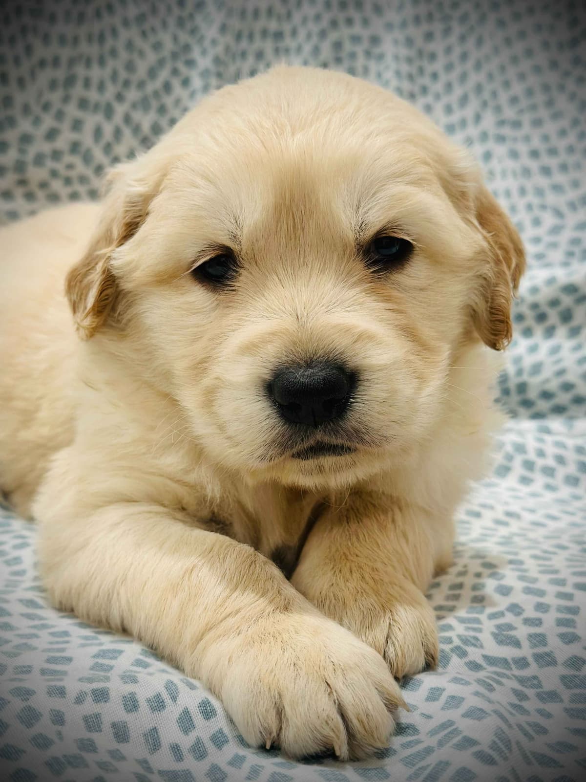READY 06/15 | DOB 04/20/2026 Golden Retriever Litter Available Now breeder image 9