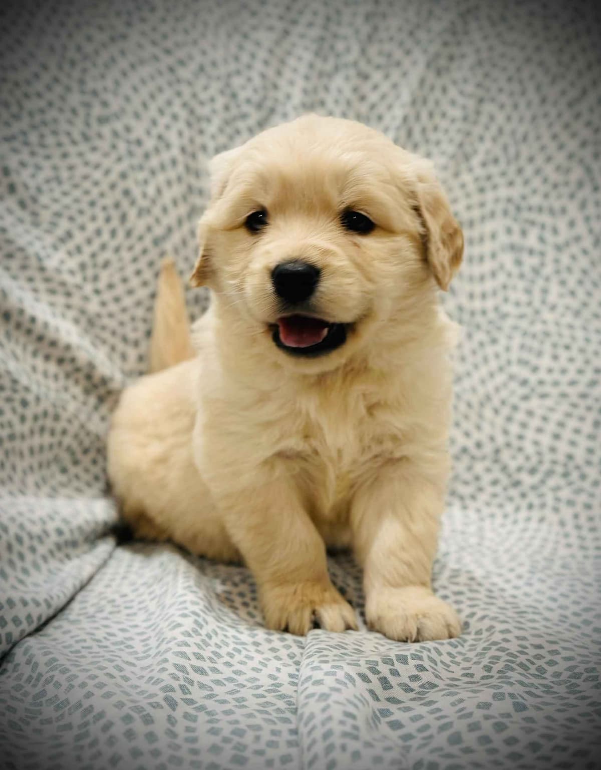 READY 06/15 | DOB 04/20/2026 Golden Retriever Litter Available Now breeder image 11