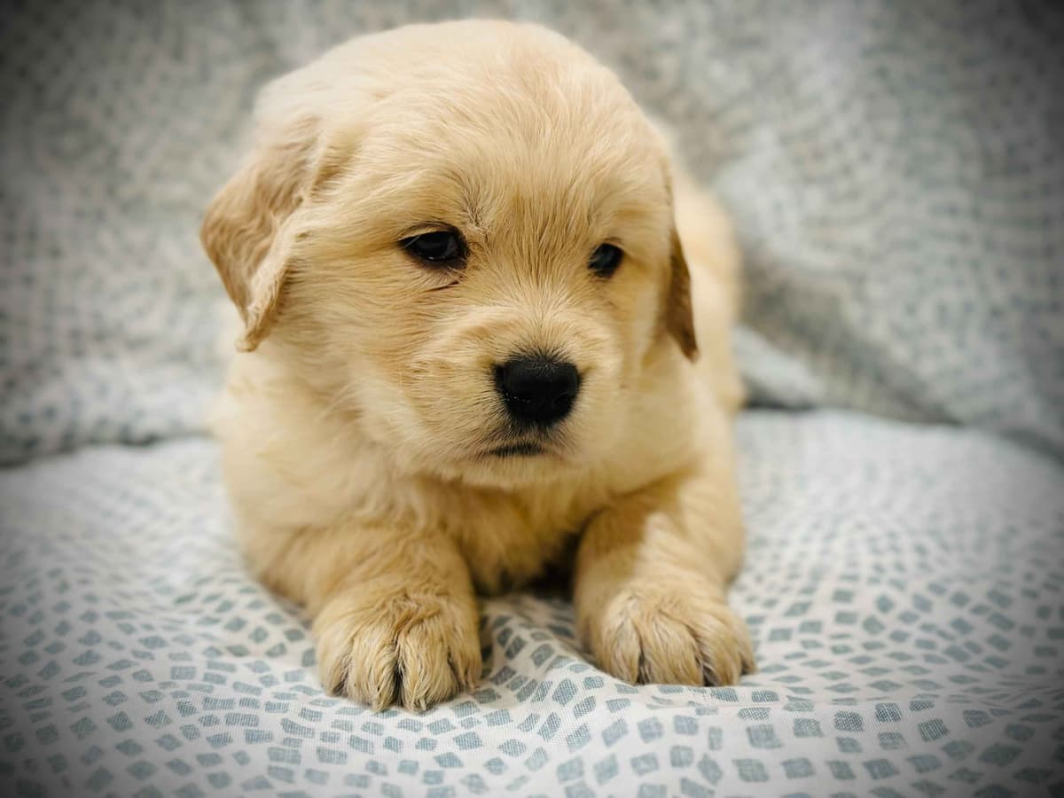 READY 06/15 | DOB 04/20/2026 Golden Retriever Litter Available Now breeder image 13