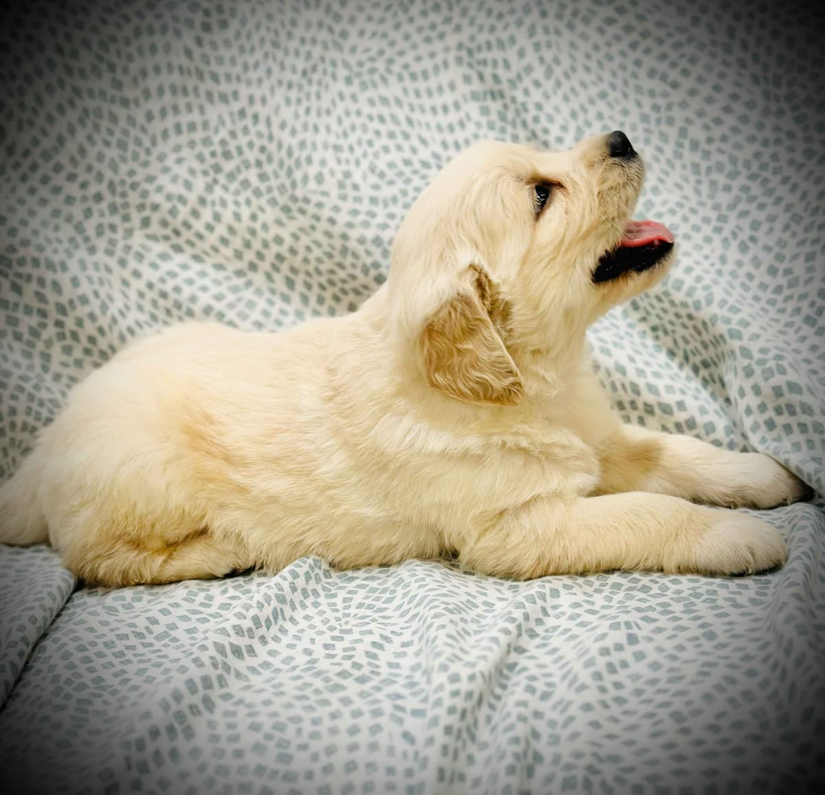 READY 06/15 | DOB 04/20/2026 Golden Retriever Litter Available Now breeder image 14