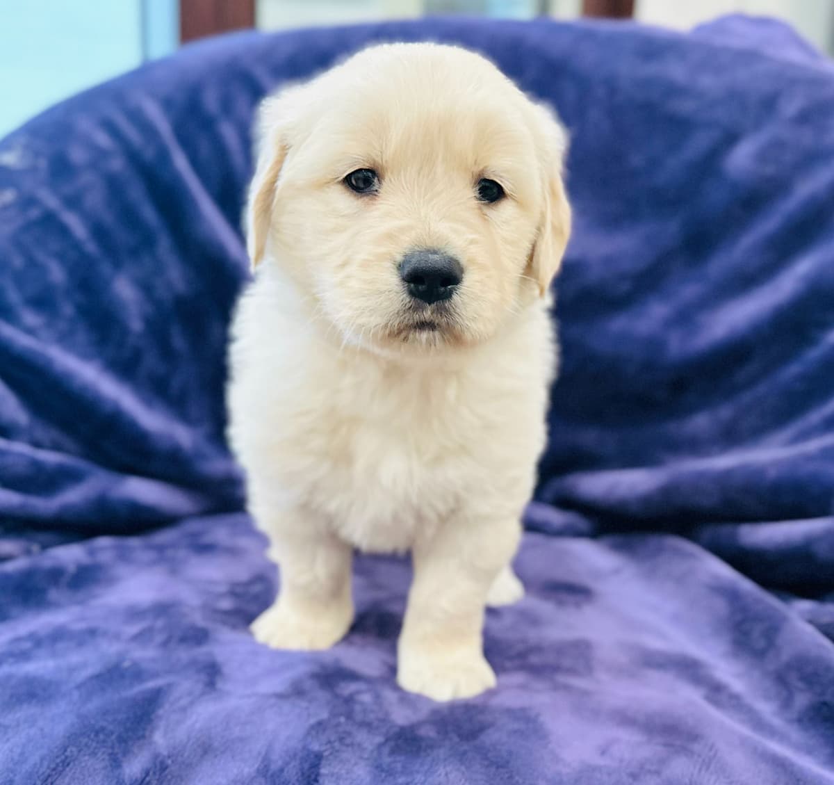 READY 06/15 | DOB 04/20/2026 Golden Retriever Litter Available Now breeder image 16