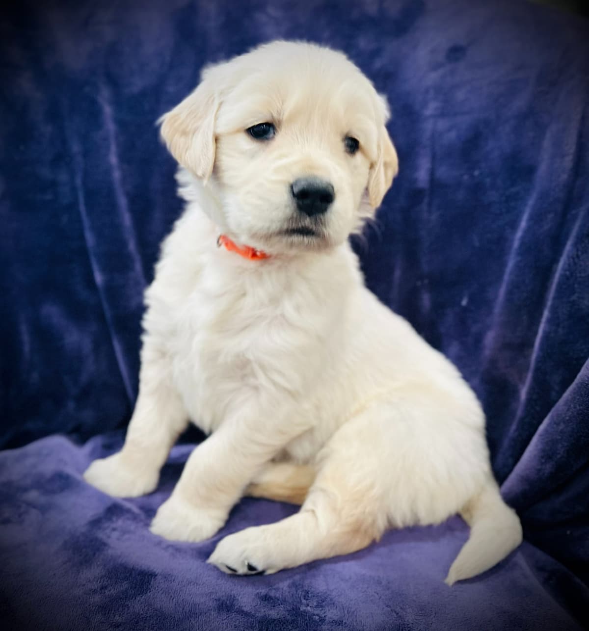 READY 06/15 | DOB 04/20/2026 Golden Retriever Litter Available Now breeder image 19