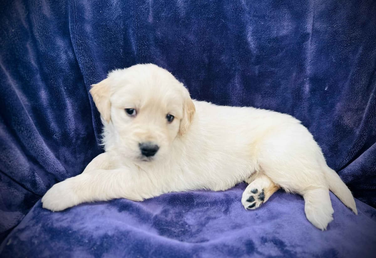 READY 06/15 | DOB 04/20/2026 Golden Retriever Litter Available Now breeder image 20