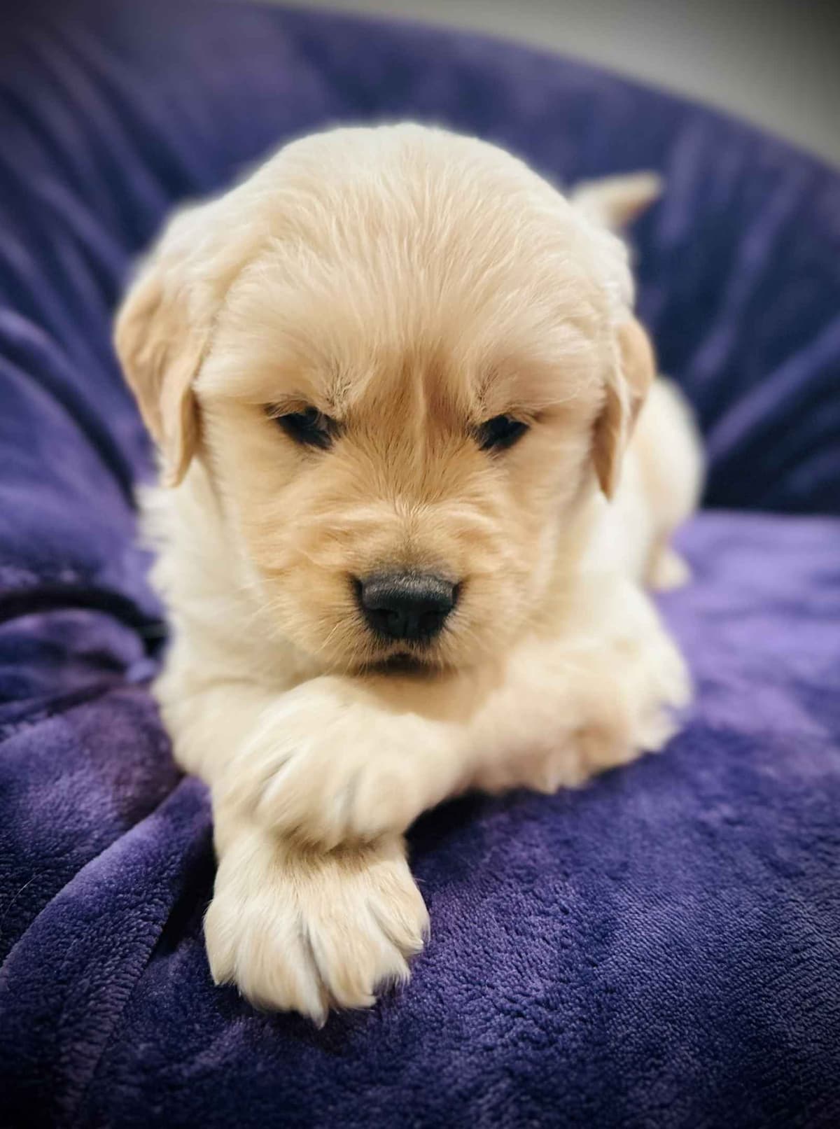 READY 06/15 | DOB 04/20/2026 Golden Retriever Litter Available Now breeder image 21