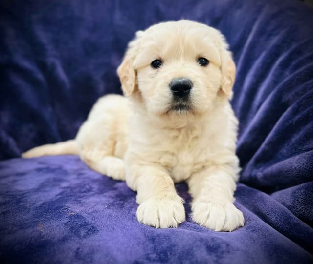 READY 06/15 | DOB 04/20/2026 Golden Retriever Litter Available Now media 8