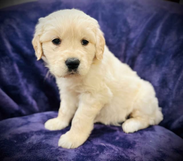 READY 06/15 | DOB 04/20/2026 Golden Retriever Litter Available Now media 9