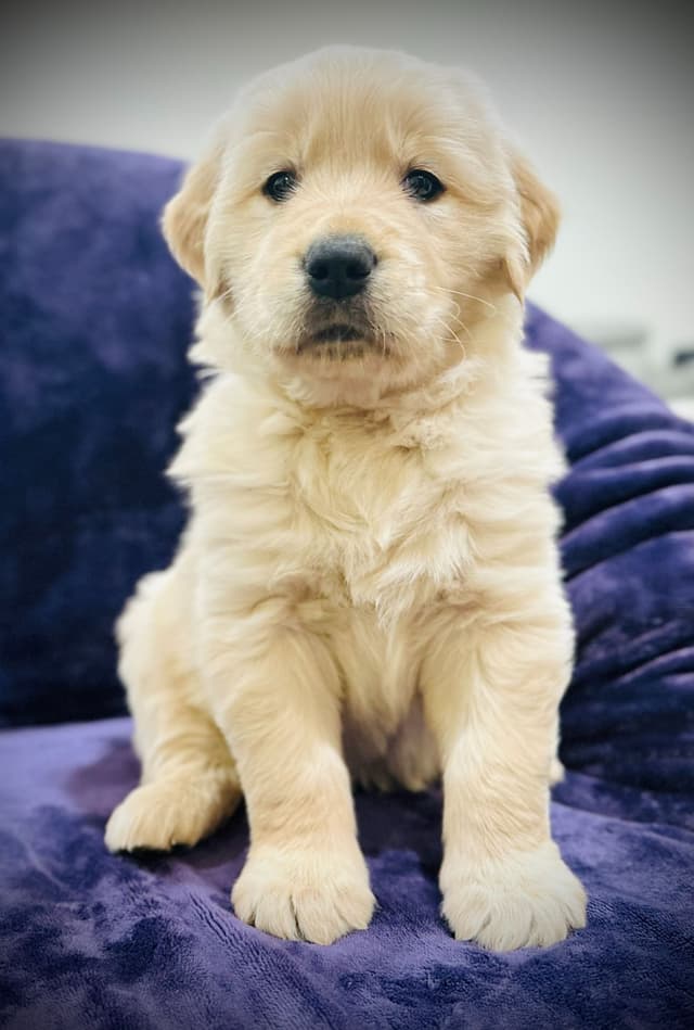 READY 06/15 | DOB 04/20/2026 Golden Retriever Litter Available Now media 12