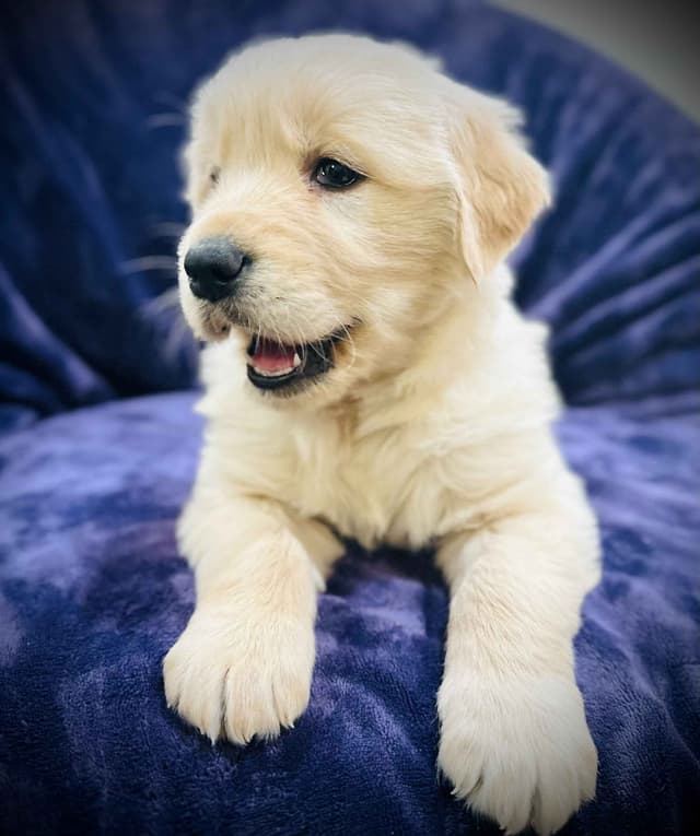 READY 06/15 | DOB 04/20/2026 Golden Retriever Litter Available Now media 13