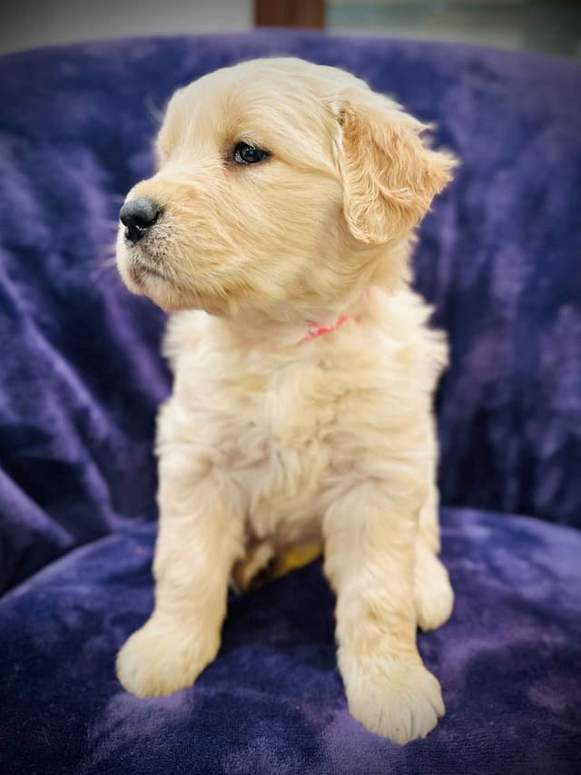 READY 06/15 | DOB 04/20/2026 Golden Retriever Litter Available Now media 14