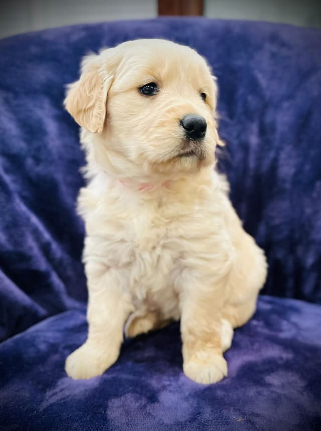 READY 06/15 | DOB 04/20/2026 Golden Retriever Litter Available Now media 16