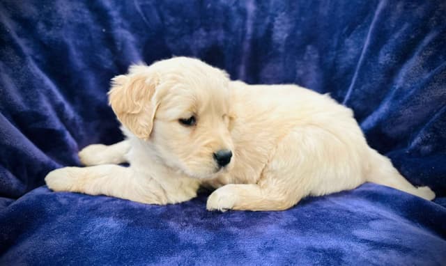READY 06/15 | DOB 04/20/2026 Golden Retriever Litter Available Now media 15