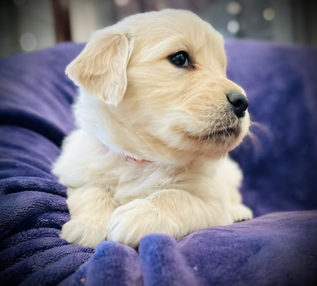 READY 06/15 | DOB 04/20/2026 Golden Retriever Litter Available Now media 17