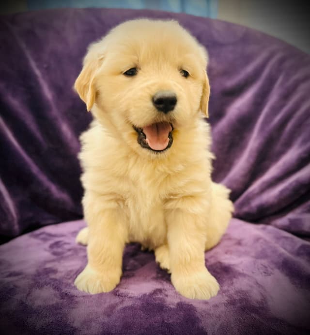READY 06/15 | DOB 04/20/2026 Golden Retriever Litter Available Now media 18